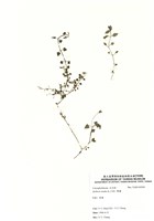 藏品(繁縷)的圖片